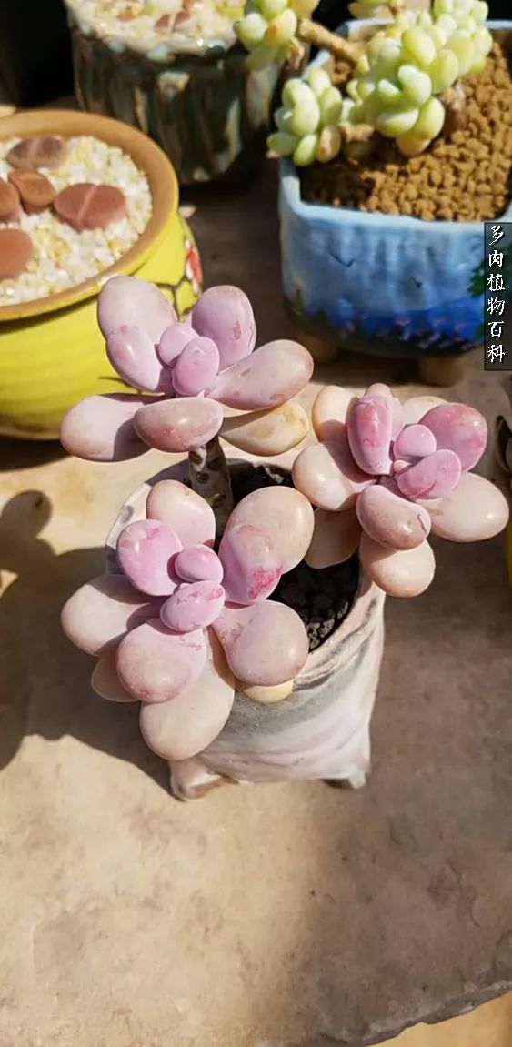 什么元素可以促进多肉生长,多肉修根喷除菌药