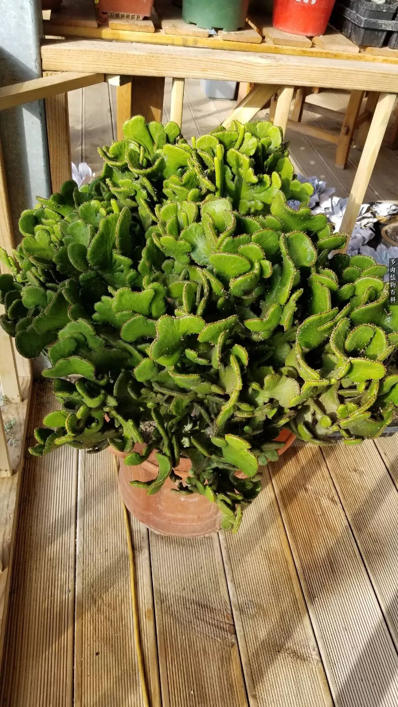 什么元素可以促进多肉生长,多肉修根喷除菌药