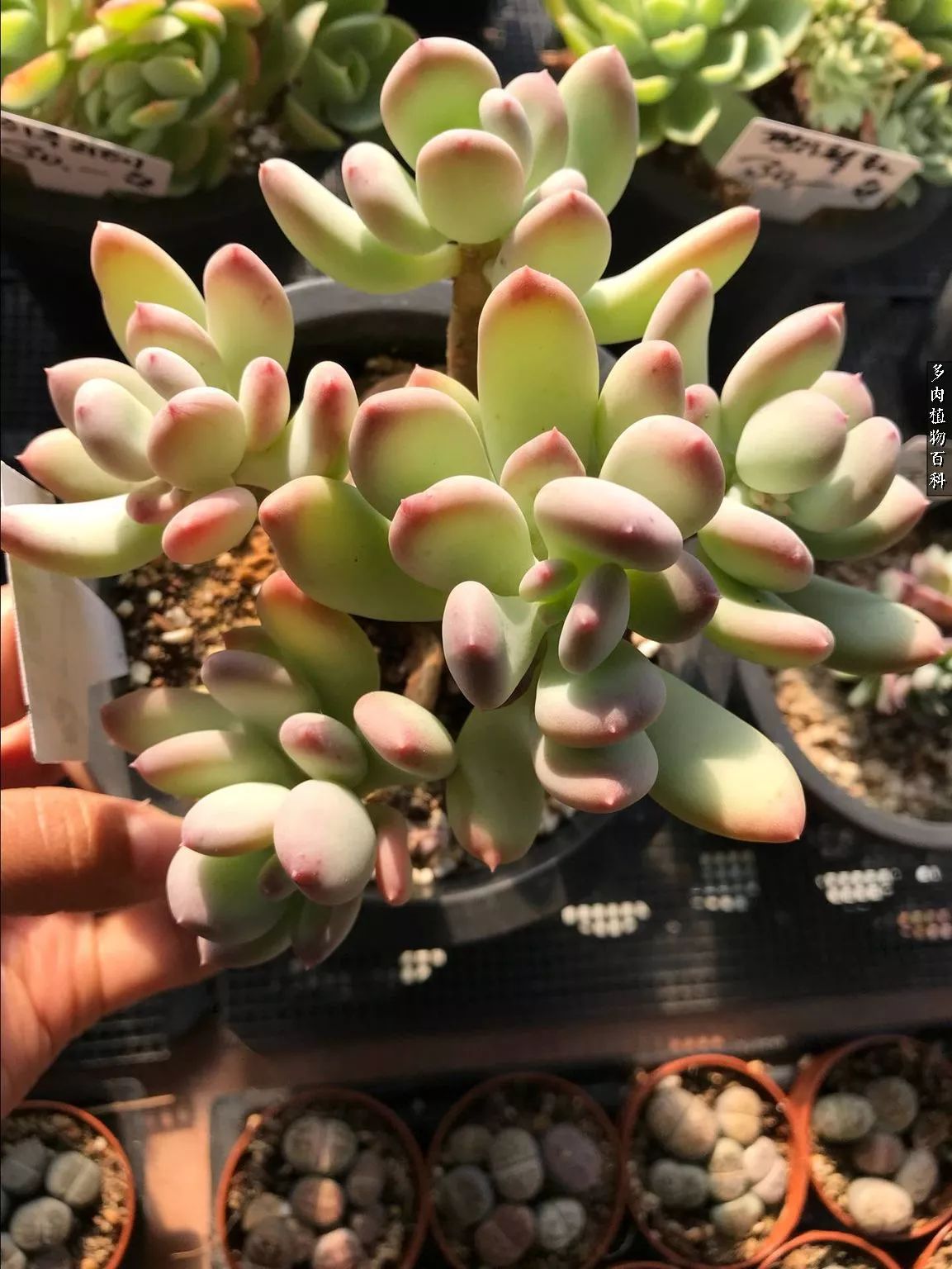 多肉如何养才不损耗杆子的养分,多肉养护修根视频