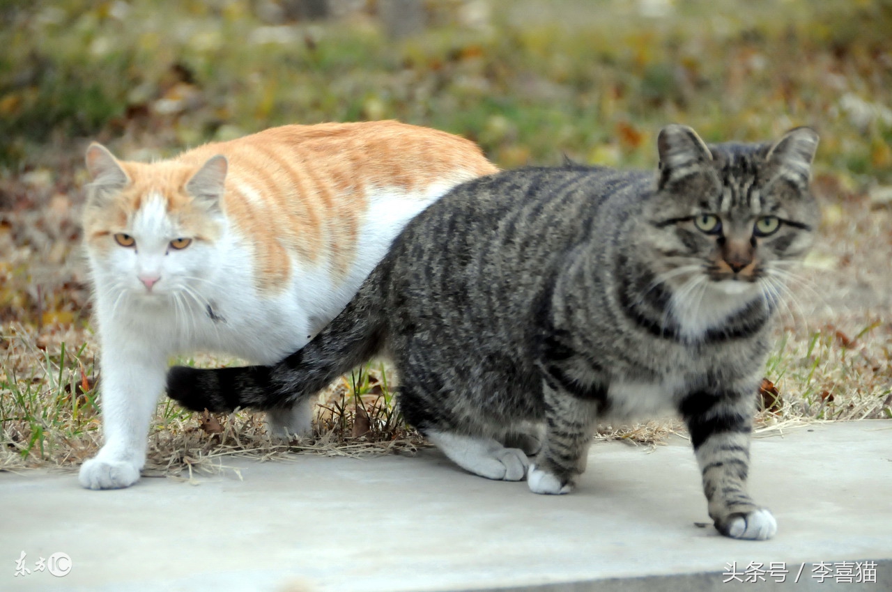 我们能为一只流浪猫做什么,在寒冷的冬季遇到流浪猫