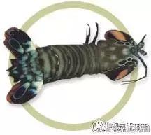 常见海水观赏虾大全,海水观赏虾饲养环境