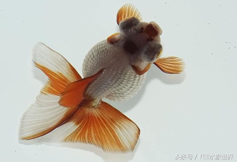 把金鱼的家变得全透明,它可能会永远离开我们