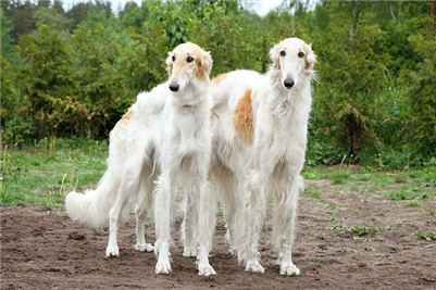 苏俄猎狼饲养,苏俄猎狼犬怎么养