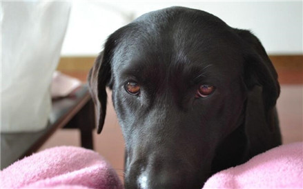 德国魏玛犬猎犬品种大全,魏玛猎犬有小体的么