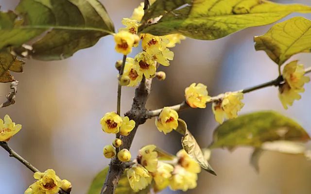 成都腊梅在哪里看,成都赏腊梅有哪些好地方