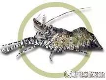 自己繁殖海水观赏虾,海水观赏虾最耐高温