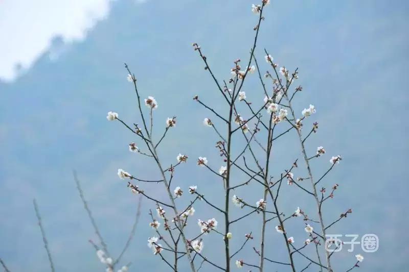 2024年梁化梅园看梅花时间,梁化梅花今年开了吗