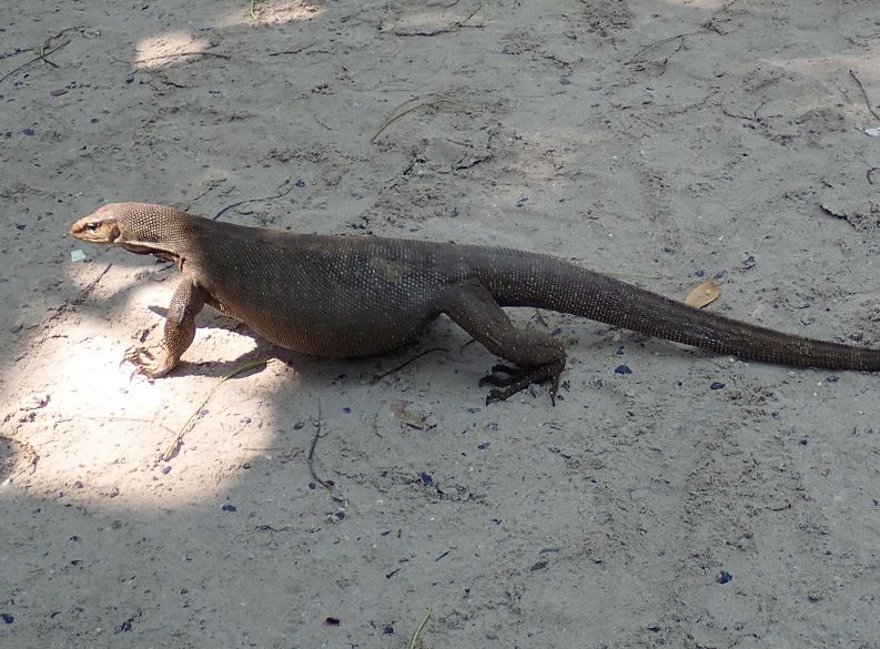 泰国顶级海岛斯米兰,斯米兰岛泰国