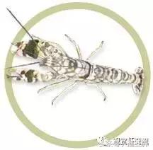 常见海水观赏虾大全,海水观赏虾饲养环境