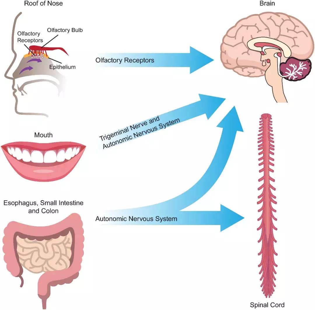 肠道细菌感染会引发肠痉挛吗,肠道细菌可以改变大脑吗