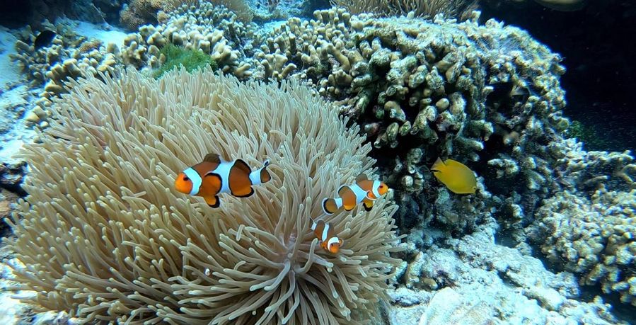 泰国顶级海岛斯米兰,斯米兰岛泰国