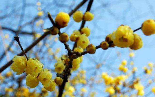 成都腊梅在哪里看,成都赏腊梅有哪些好地方