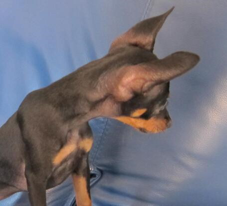 如何判定小鹿犬好坏,小鹿犬怎么挑选一只纯的