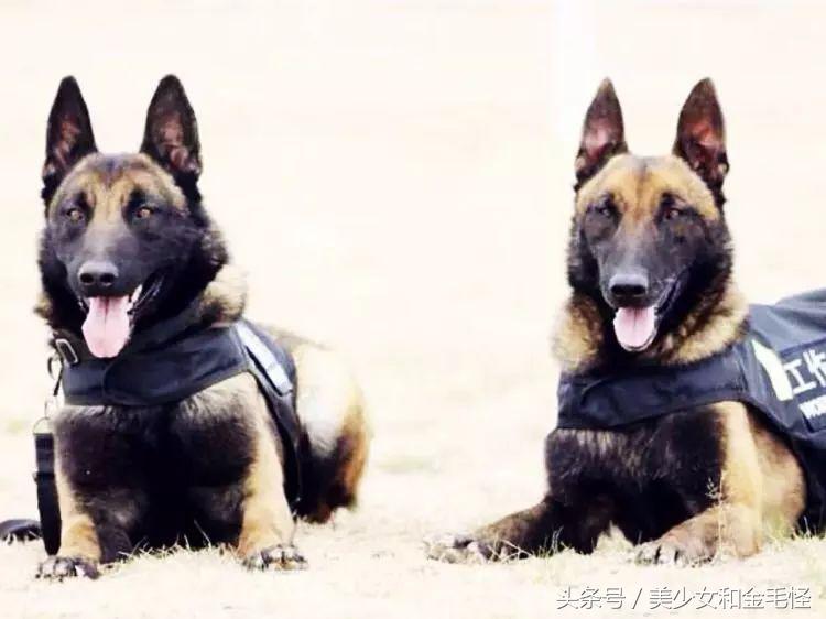 比利时马里努阿犬:拥有超强能力的黑面使者,“马犬”是也