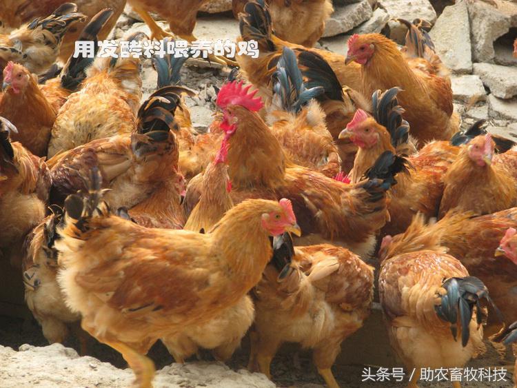 豆渣一吨多少钱,豆渣发酵后多少钱一吨