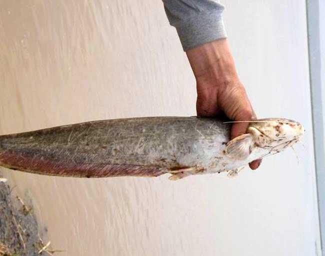 失传已久的钓鱼手法,失传已久的钓鱼法