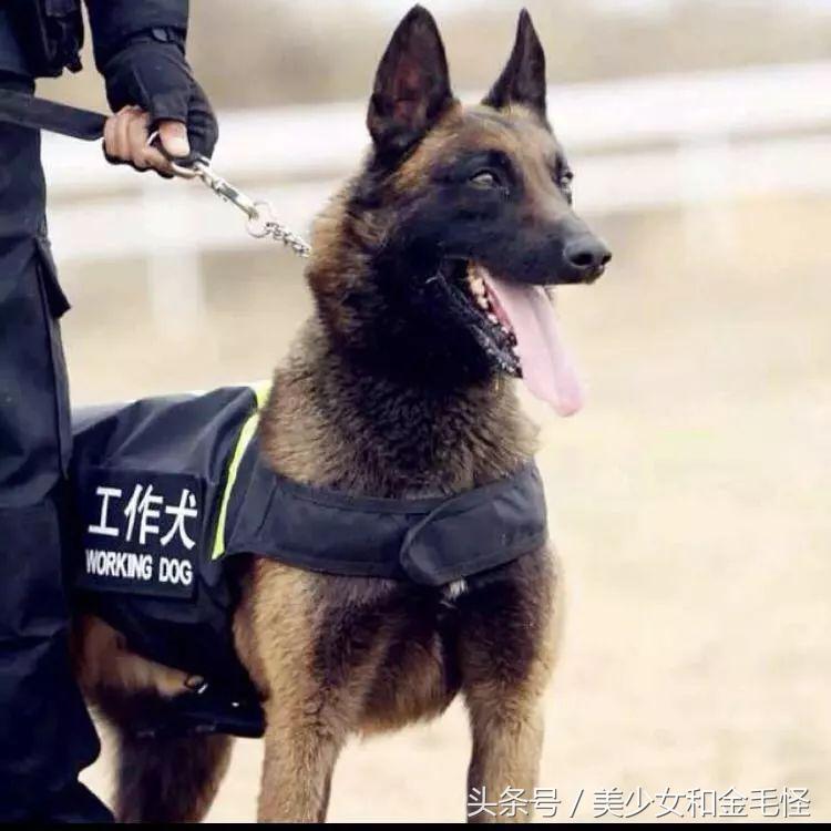 比利时马里努阿犬:拥有超强能力的黑面使者,“马犬”是也