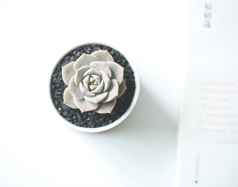 刚入坑的树桩种上多肉,新入坑的多肉花