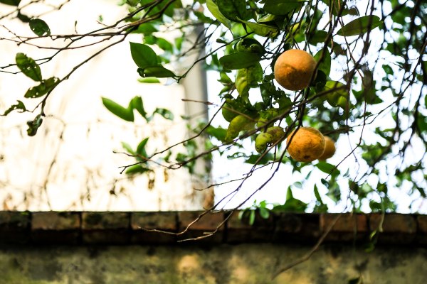 只有一亩地的农场,草莓种植基地采摘园