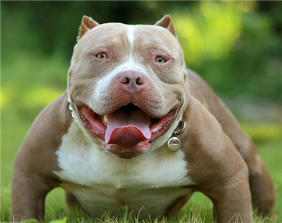 恶霸犬的优点与缺点巨型,恶霸犬优点及性格