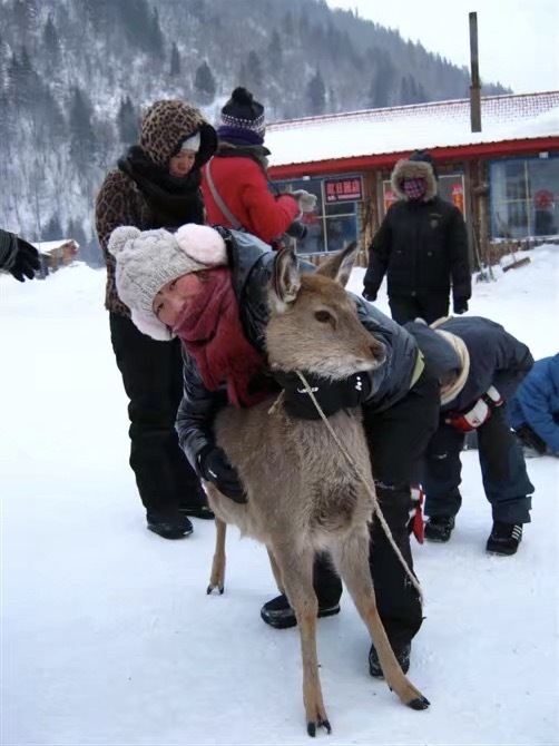 这次雪乡宰客怎么样,泰国雪乡宰客完整视频