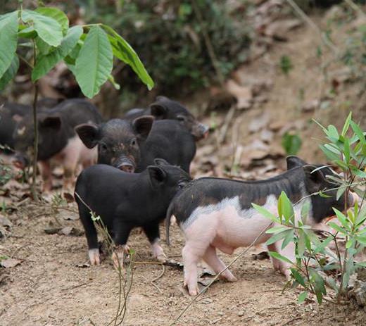 走进育才|被称为“三亚之肺”森林面积覆盖率高达69.53%有五脚猪等美食浓郁黎苗风情