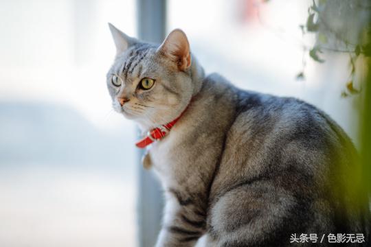 佳能高像素相机,佳能高分辨率微单