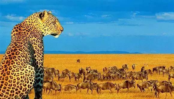 南非线路攻略｜与鲨共舞、沙漠开花、隔海观鲸，你了解非洲吗？