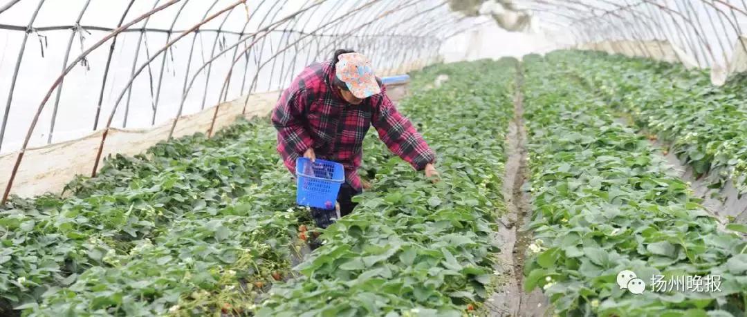 扬州头条今日菜价,批发市场蔬菜价格持平略涨