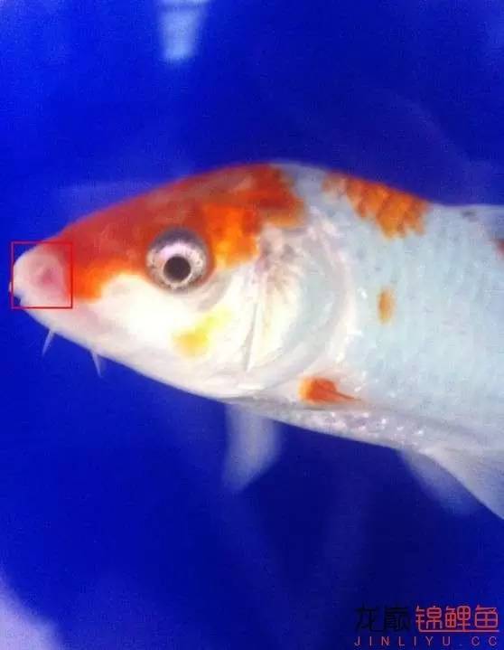 锦鲤嘴肿烂下土霉素行吗,锦鲤鱼烂嘴怎么治疗