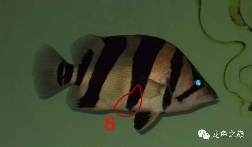 新版泰国虎,老版泰国虎绝版