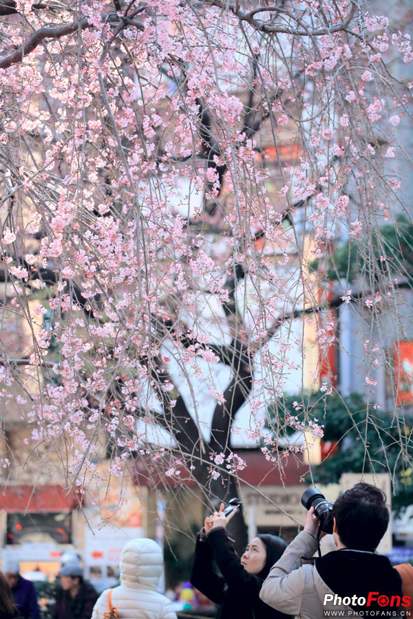 春之物语佳能EF70-300mmf4.0-5.6ISUSM日本猎影