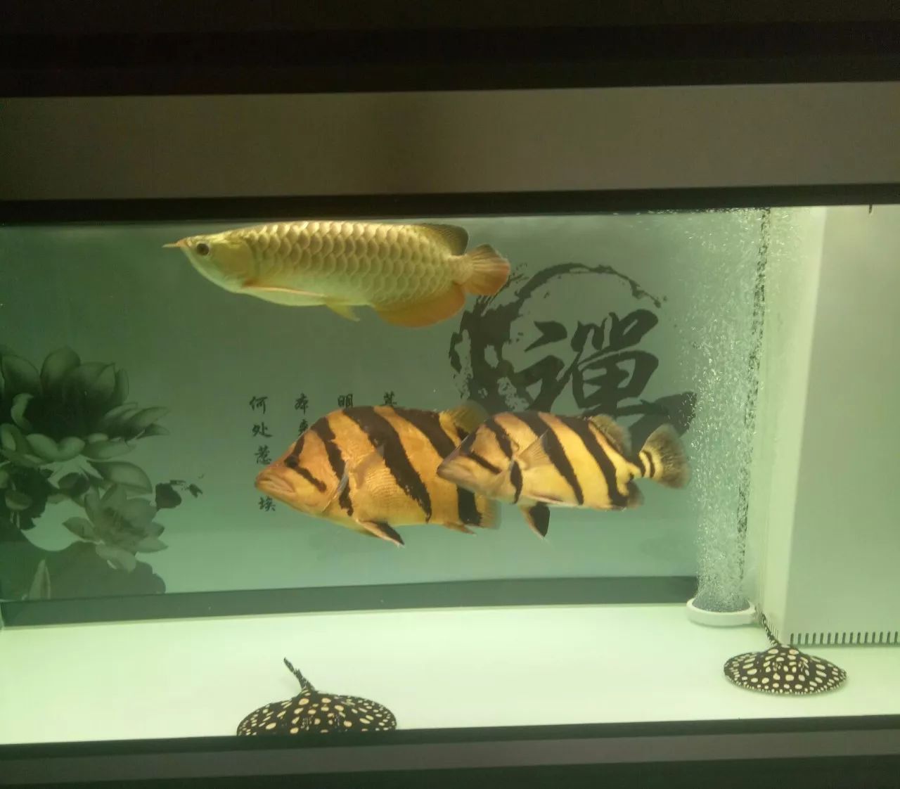 虎鱼心得,虎鱼的养殖方法和注意事项视频