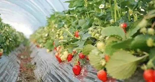 成都采草莓哪个地方最好,成都周边草莓采摘园基地