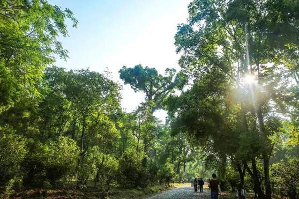 下关2017景迈古树熟茶好喝吗,下关景迈古树饼茶