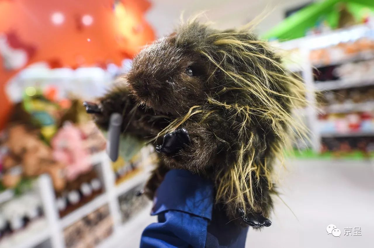 鹈鹕树懒食蚁兽？北京这家非主流玩偶店教你认认新萌物