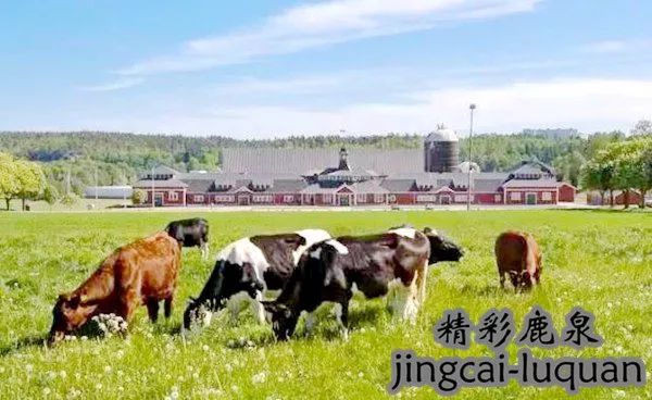 大揭秘！2018咱鹿泉咋发展，一起来听听国芳书记怎么说……