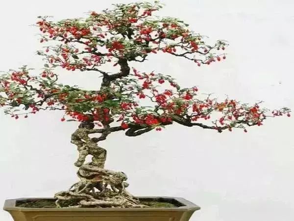 有什么比较特殊也比较好看的鲜花,什么鲜花比较有特色又好看