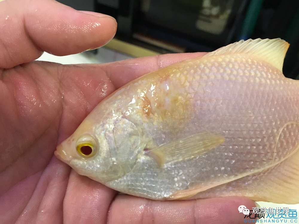 招财鱼烂肉最佳治疗方法,与食管癌抗争的五年