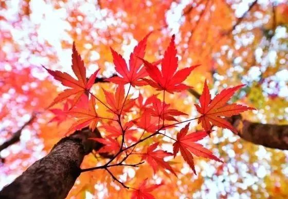 尼康十大经典相机,尼康百年兴衰成功案例