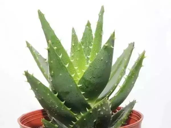 最好看的十种鲜花,小众又好看的鲜花