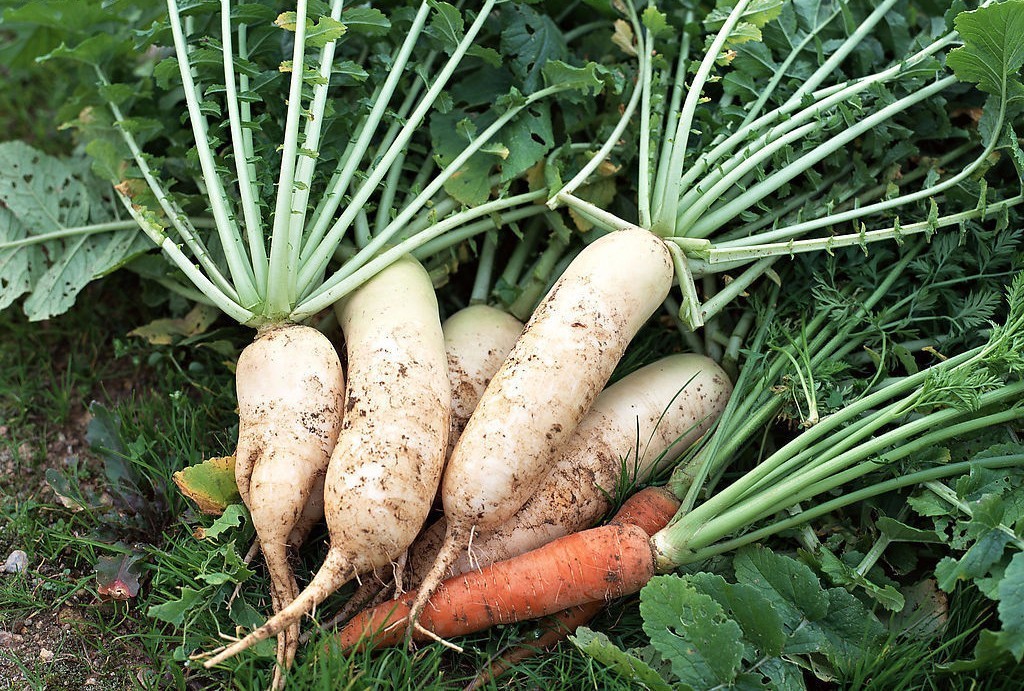 上清四秘之一,上清四秘都有哪些