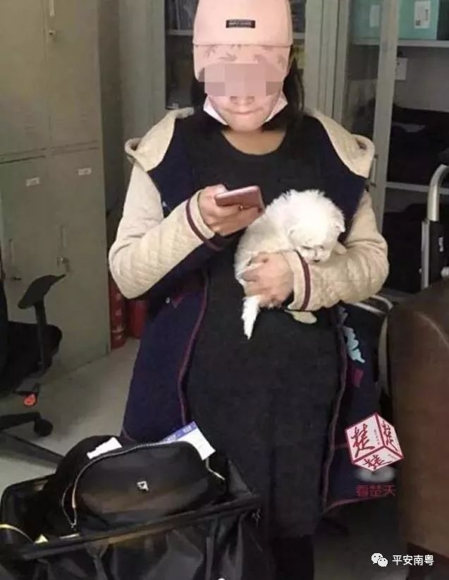 女学生扮孕妇藏狗,女子扮孕妇藏狗被抓