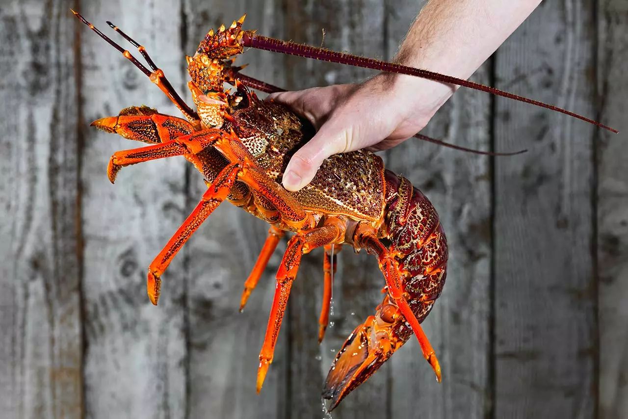 61岁华裔夫妇被枪杀；新西兰钓龙虾配额大幅下降；新西兰早教雅思要求只升不降；纽村新*局骗**，这次让你买礼品卡