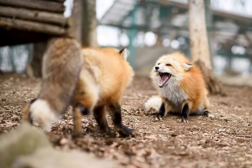 星球·探索｜日本十大萌宠大放送