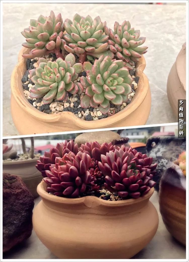 阳光的多肉花园,漂亮的多肉露台花园