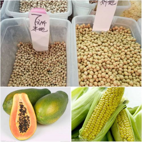 市面上转基因的商品有哪些,转基因木瓜是什么品种