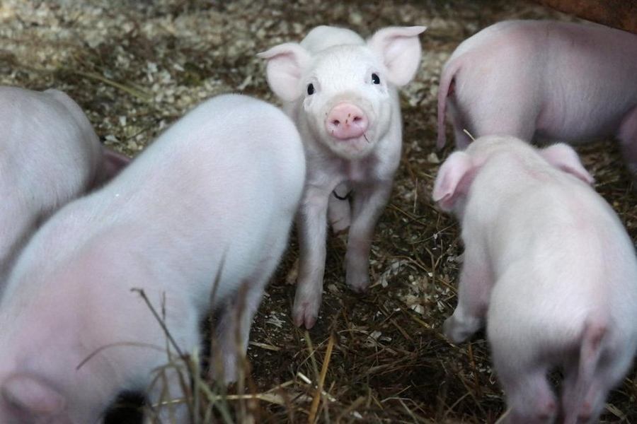 圆环蓝耳猪瘟主要表现及症状,猪瘟蓝耳圆环怎么治疗