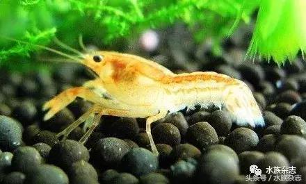 常见淡水观赏鳌虾大全,观赏鳌虾是淡水的吗