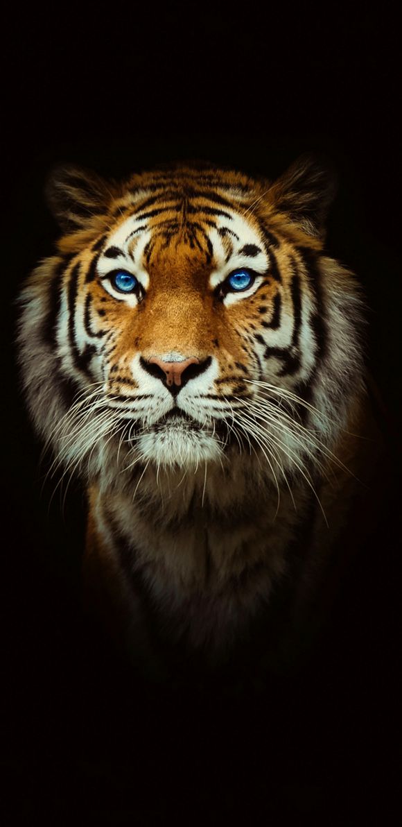 ios所有自带壁纸高清原版,正版高清壁纸在哪买